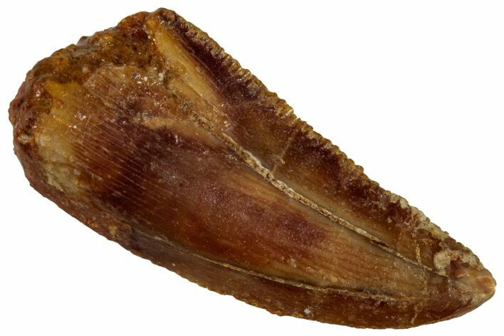 Serrated, Raptor Tooth - Real Dinosaur Tooth #295992